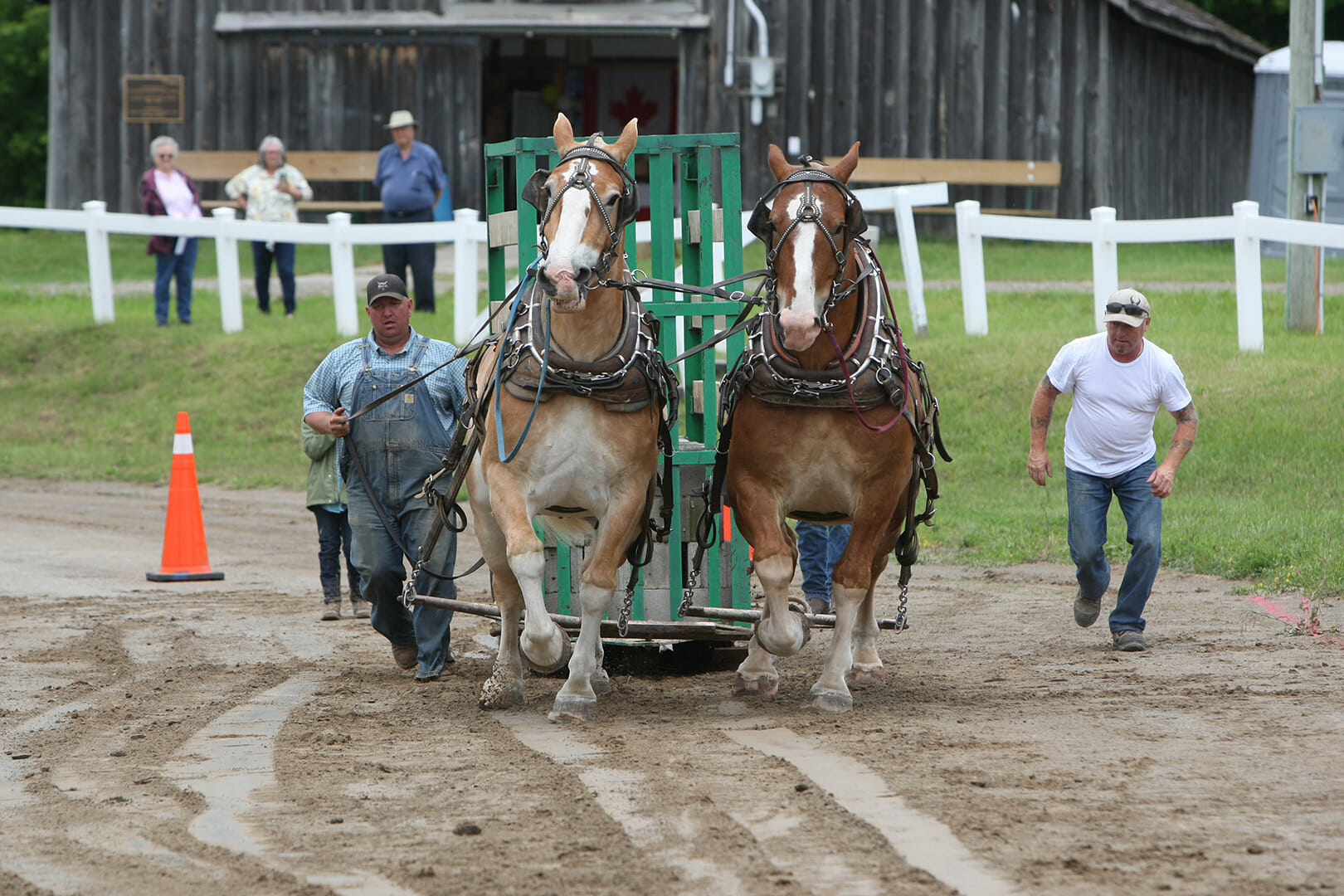 Horse Pull Caledon Fair