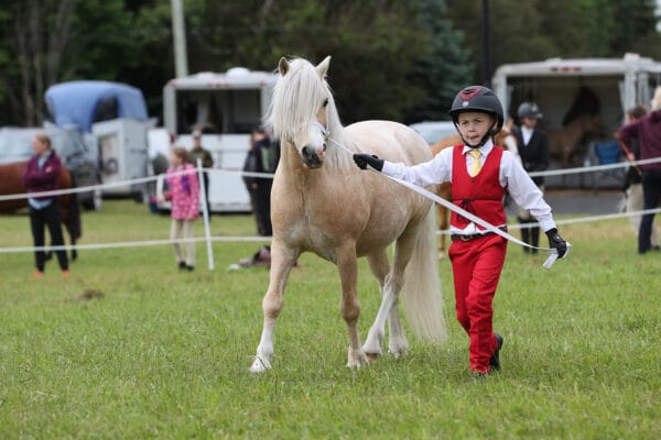 Welsh Pony Show at Caledon Fair